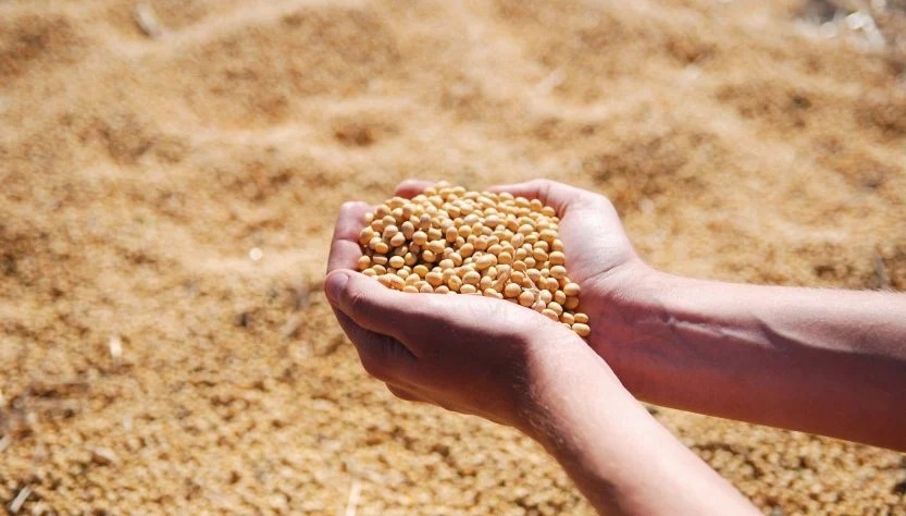 Produção de grãos do Brasil deve crescer 36,8% nos próximos dez anos