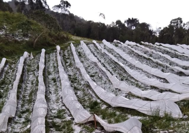 ‘Perdemos 80% da nossa plantação’: agricultores reagem à chuva de granizo na Serra Catarinense