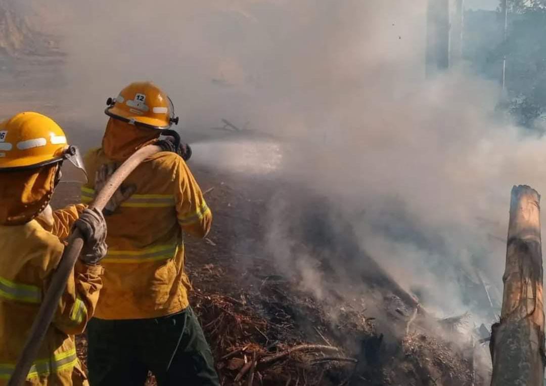 Rápida ação dos Bombeiros salvam reflorestamentos em Vitor Meireles