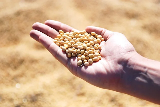 Brasil deve produzir 155 milhões de toneladas de soja, estima consultoria