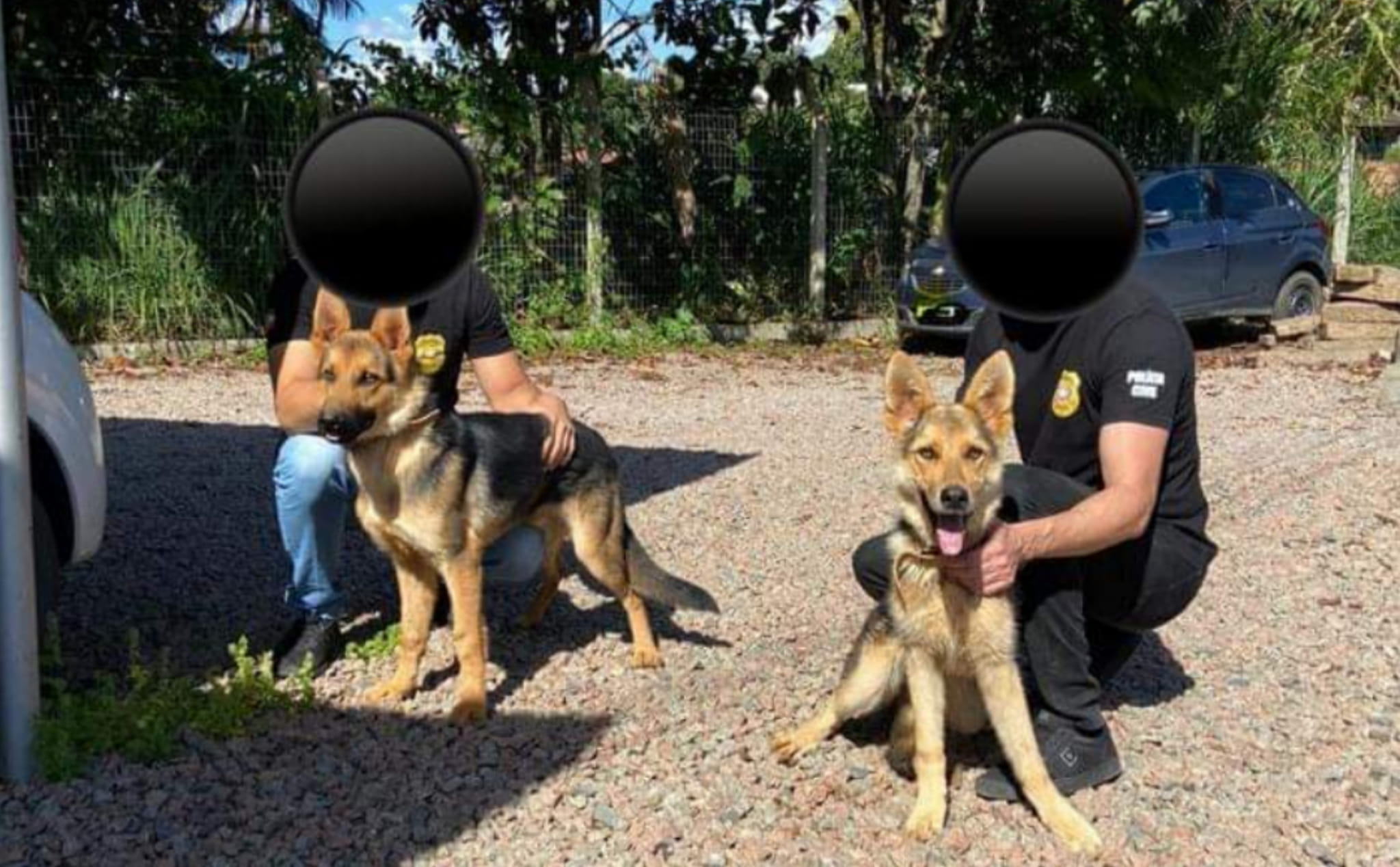 Alto Vale: Polícia Civil encontra cães da raça Pastor Alemão em situação de vulnerabilidade