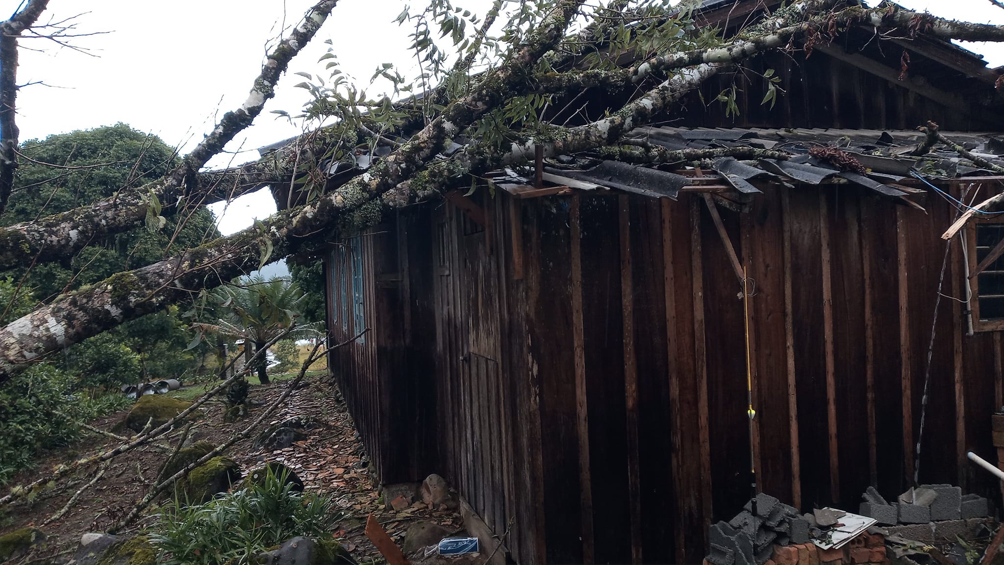 Fotos: Temporal derruba árvore sobre residência, em Taió