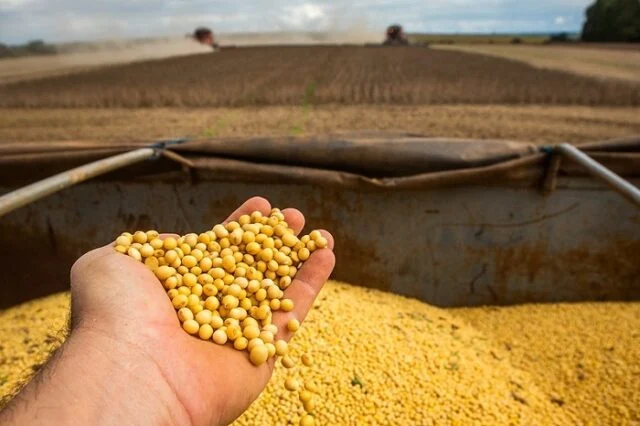 Brasil volta a registrar negócios com soja após virada do ano