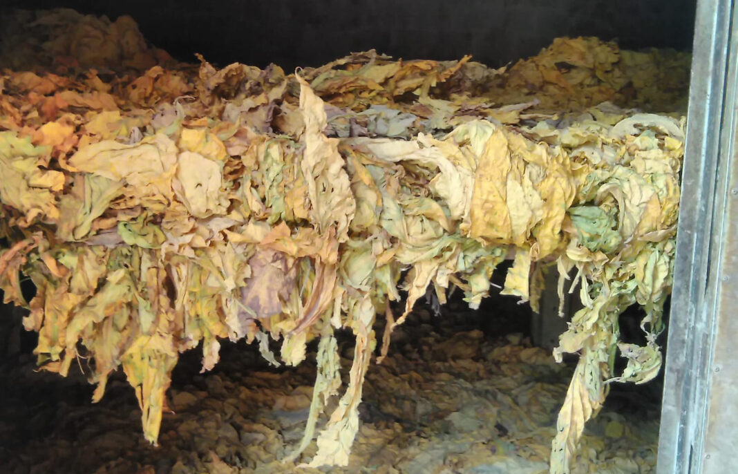 Fumicultor prejudicado com falta de energia na secagem da produção será indenizado