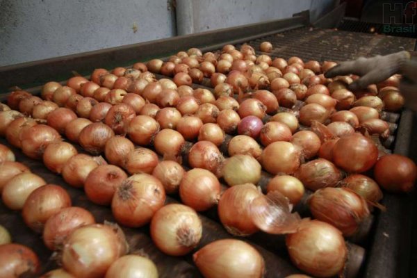 Comercialização de cebola segue lenta em Ituporanga