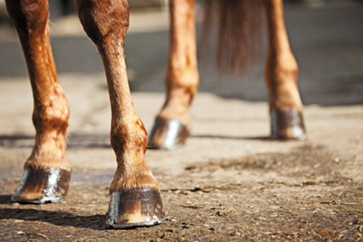 Jovem sofre queda de cavalo em Petrolândia