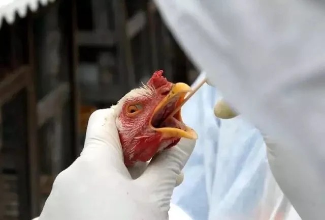 Argentina já tem 9 casos confirmados de gripe aviária