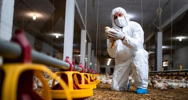 Dois casos de gripe aviária são confirmados em humanos