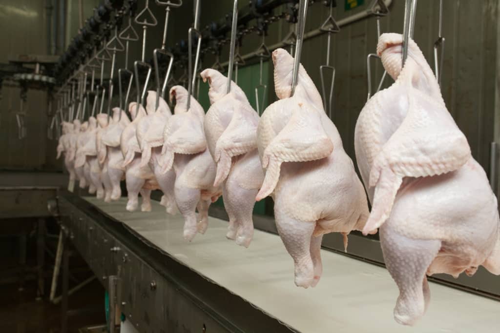 Exportações de carne de frango fecham 1° semestre com alta de 8,5%