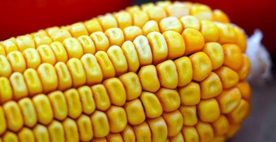 Brasil consome menos milho do que estava previsto