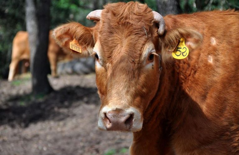 Governo investiga caso suspeito de “vaca louca” no Brasil