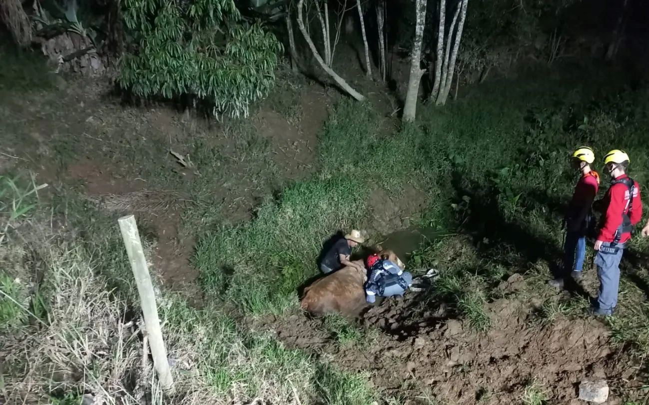 Bombeiros Voluntários de Vitor Meireles resgatam vaca que ficou presa em córrego