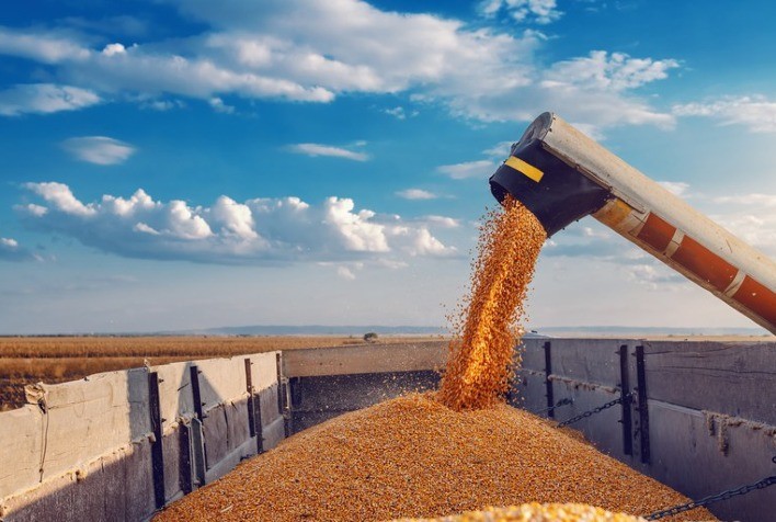 Colheita do milho de verão 2022/23 atinge 35,4% no Brasil, aponta Safras