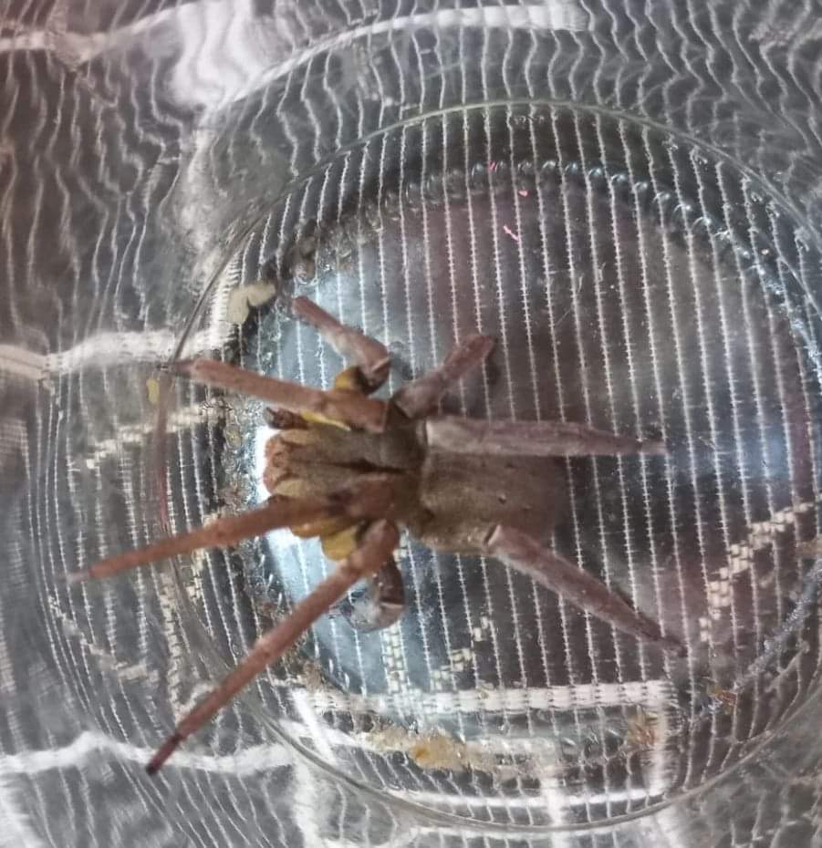 Espécie de aranha mais perigosa do planeta é capturada no interior de residência, em Vitor Meireles 