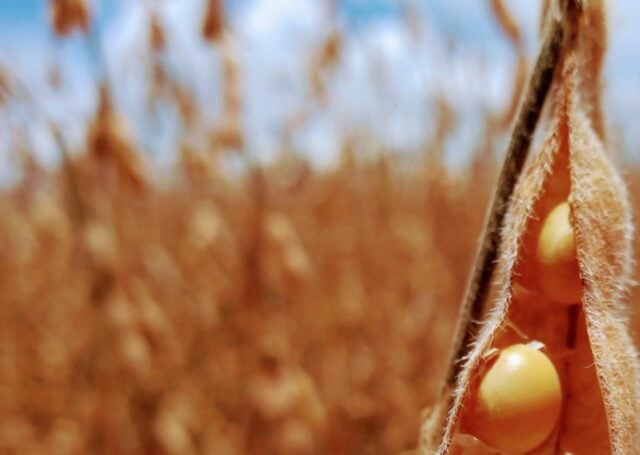Colheita da safra brasileira de soja atinge 39,7%