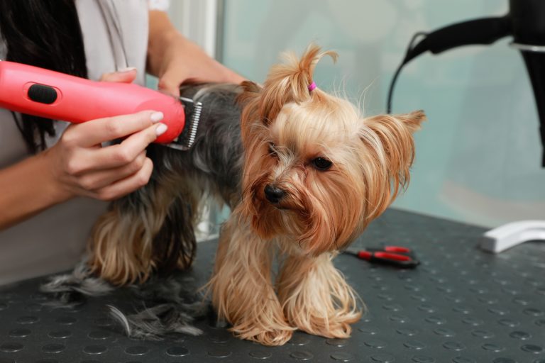 Projeto obriga pet shops e veterinários a comunicarem indícios de maus-tratos
