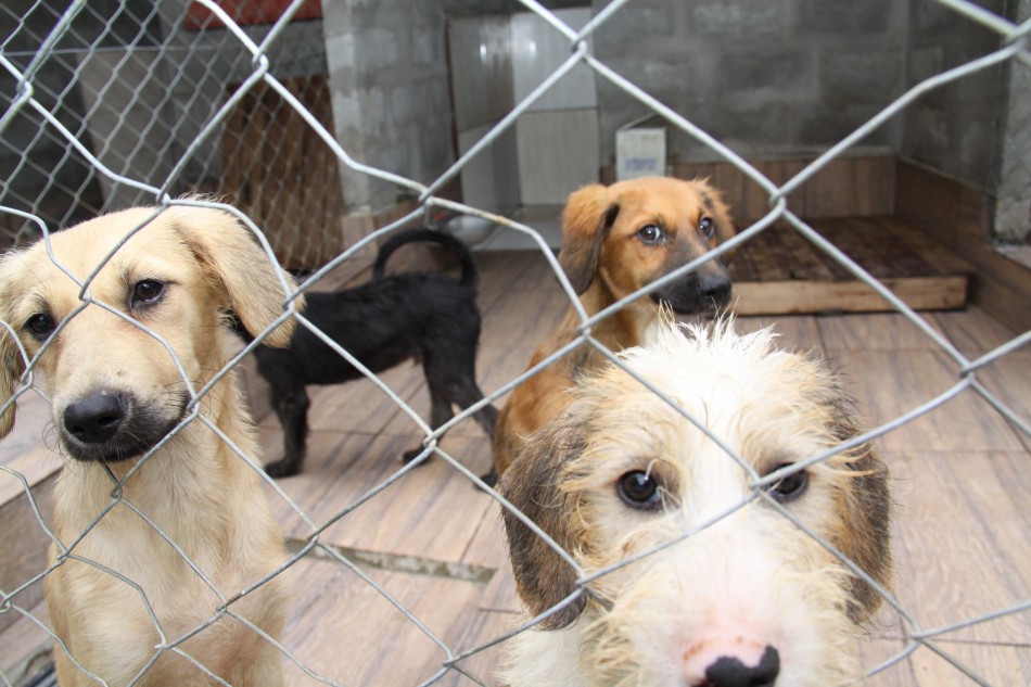 Cidade do Vale do Itajaí registra primeiro caso de recolhimento de animais castrados na rua com microchip