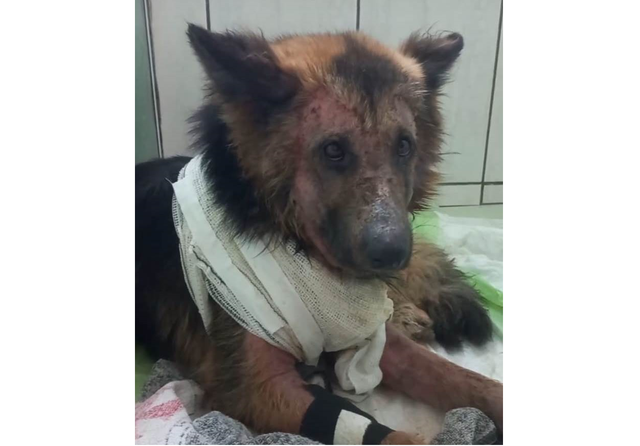 ALPA pede ajuda para tratamento de cadela encontrada em estado deplorável em Laurentino