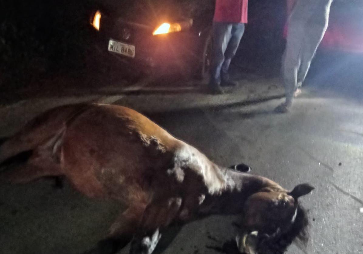Cavalo morre após ser atropelado em Dona Emma