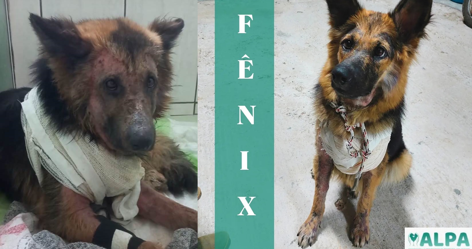 Cadela encontrada em estado deplorável em Laurentino recebe alta veterinária e será adotada