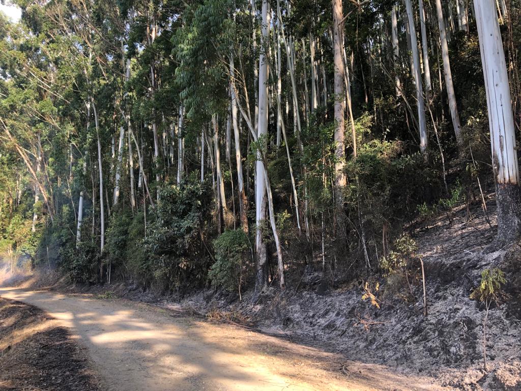Incêndio é registrado em reflorestamento de eucalipto, em Vidal Ramos