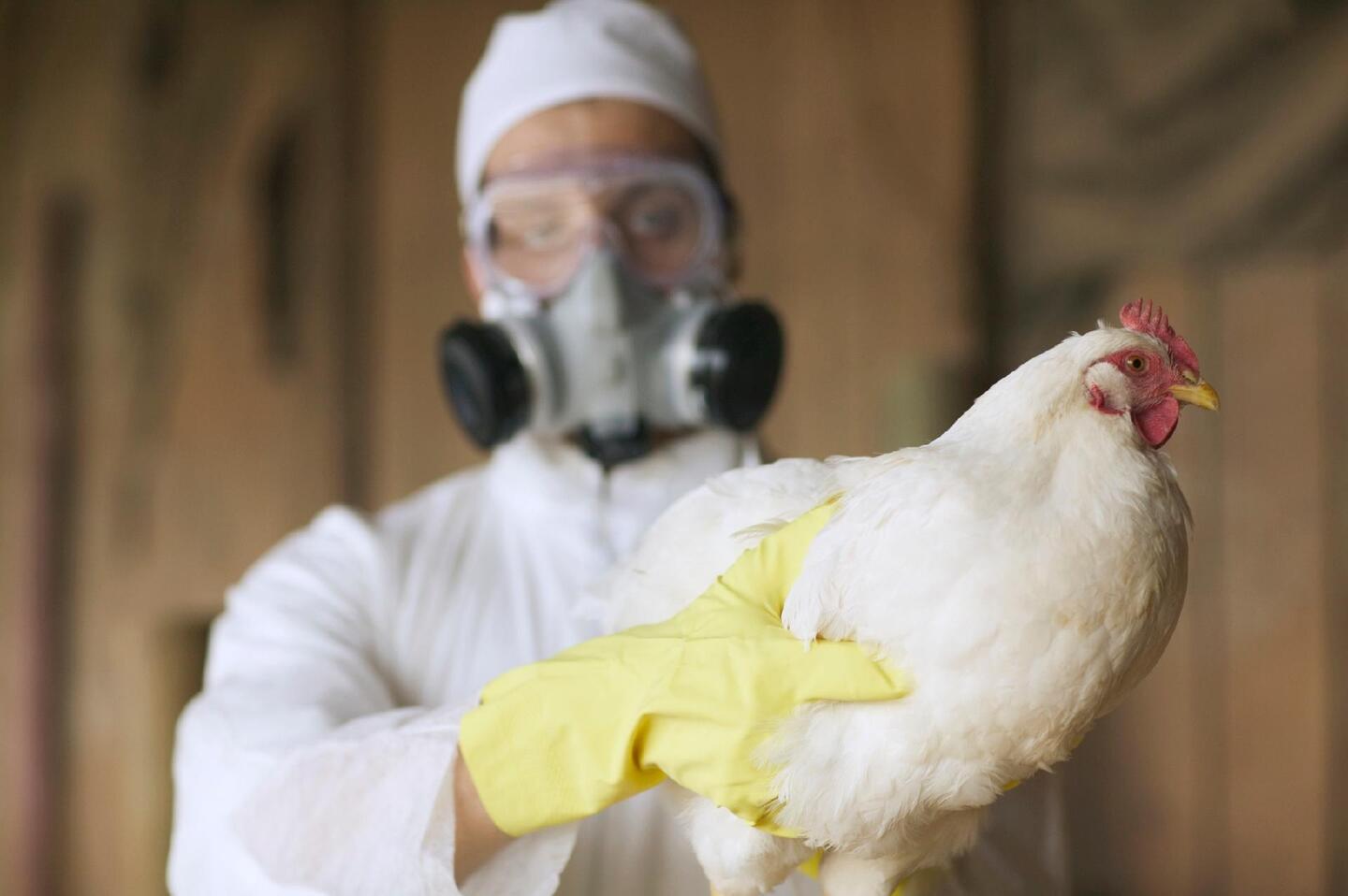 Brasil monitora primeiro caso suspeito de gripe aviária em humano
