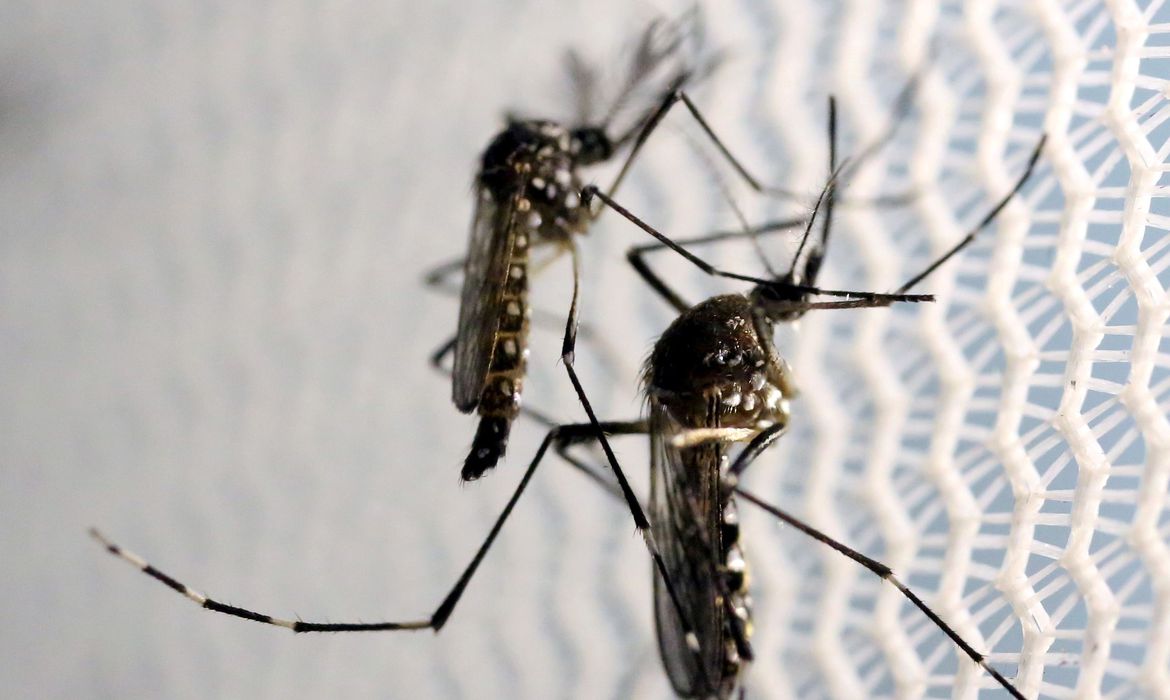Cidade de SC registra maior número de mortes por dengue do Brasil em 2023