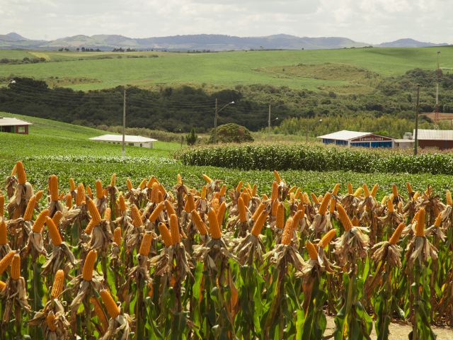 Governo do Estado inicia distribuição de sementes de milho do Programa Terra Boa