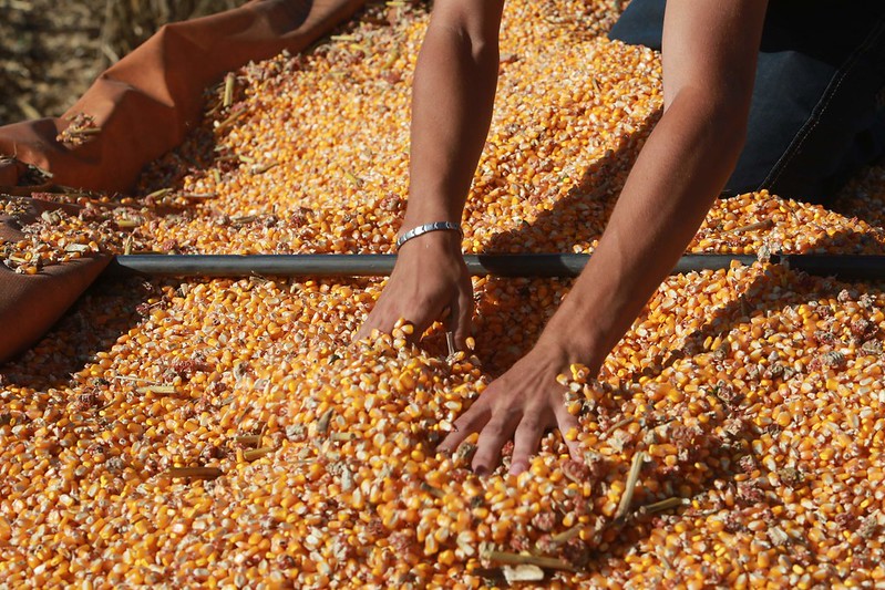 Governador garante R$ 110 milhões e 200 mil sacas de sementes de milho para o Terra Boa em SC