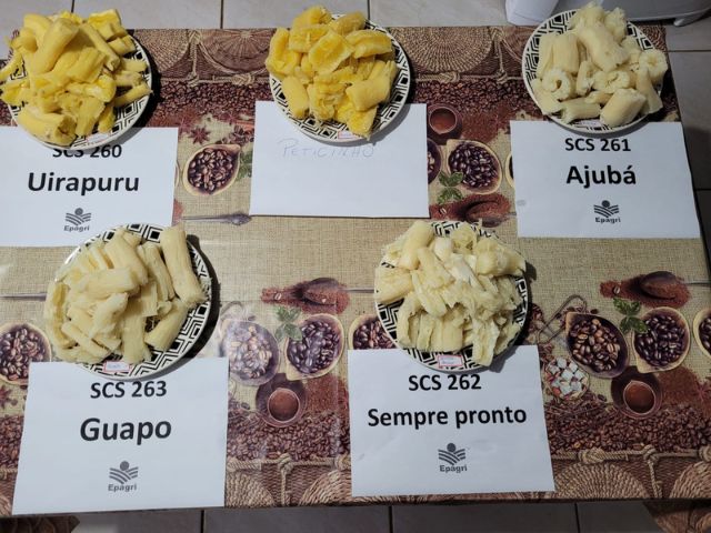 Famílias rurais de Curitibanos conhecem variedades de aipim da Epagri