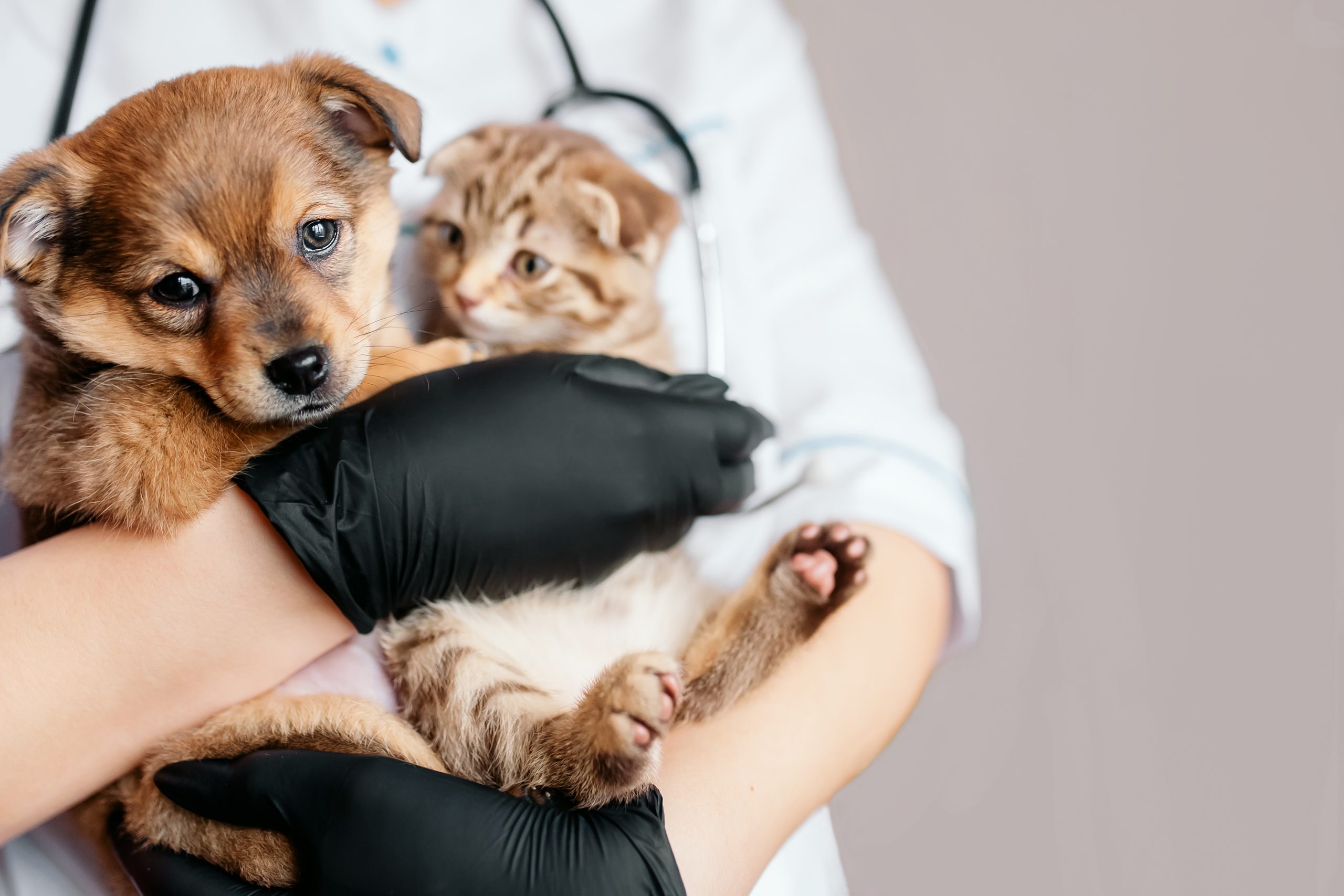 Campanha de castração de Pets em Taió oferece valores reduzidos