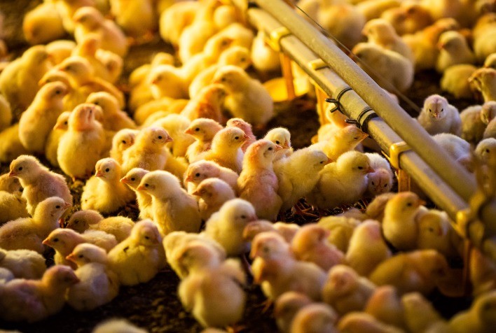 Exportações de genética avícola crescem 95% no primeiro semestre