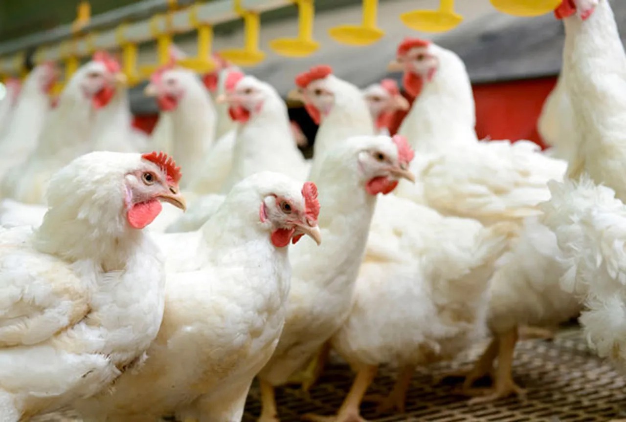 Japão suspende compra do frango de SC após casos de gripe aviária