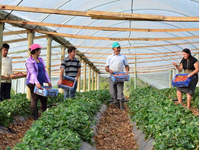 Plano Safra 2023/2024 disponibiliza 77,7 bilhões para apoiar a agricultura familiar no Brasil