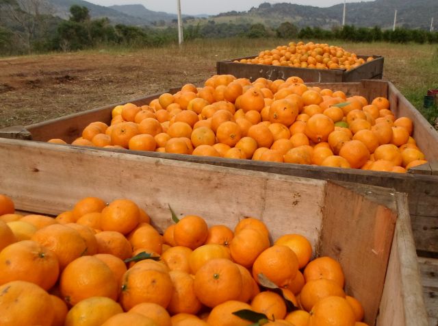Produção de frutas cítricas se consolida na economia do Oeste Catarinense