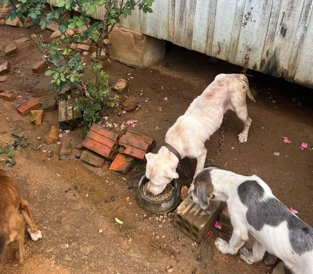 Polícia Civil resgata cães em situações de maus-tratos em Rodeio