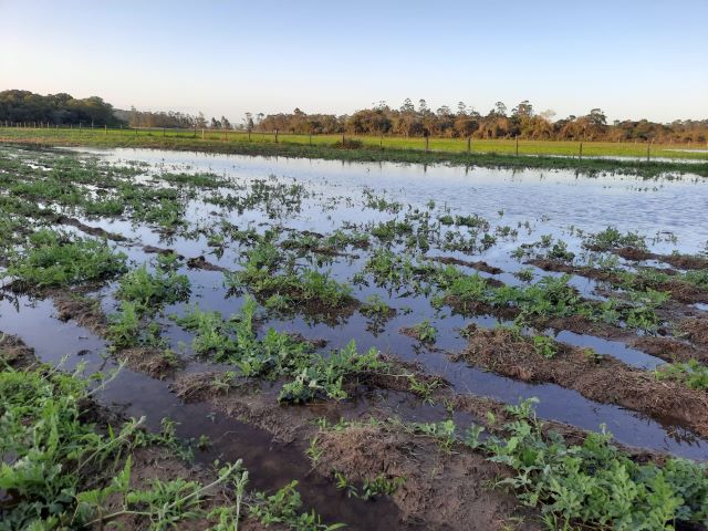 Chuvas de outubro em SC: perdas na agricultura ultrapassam R$1,6 bilhão