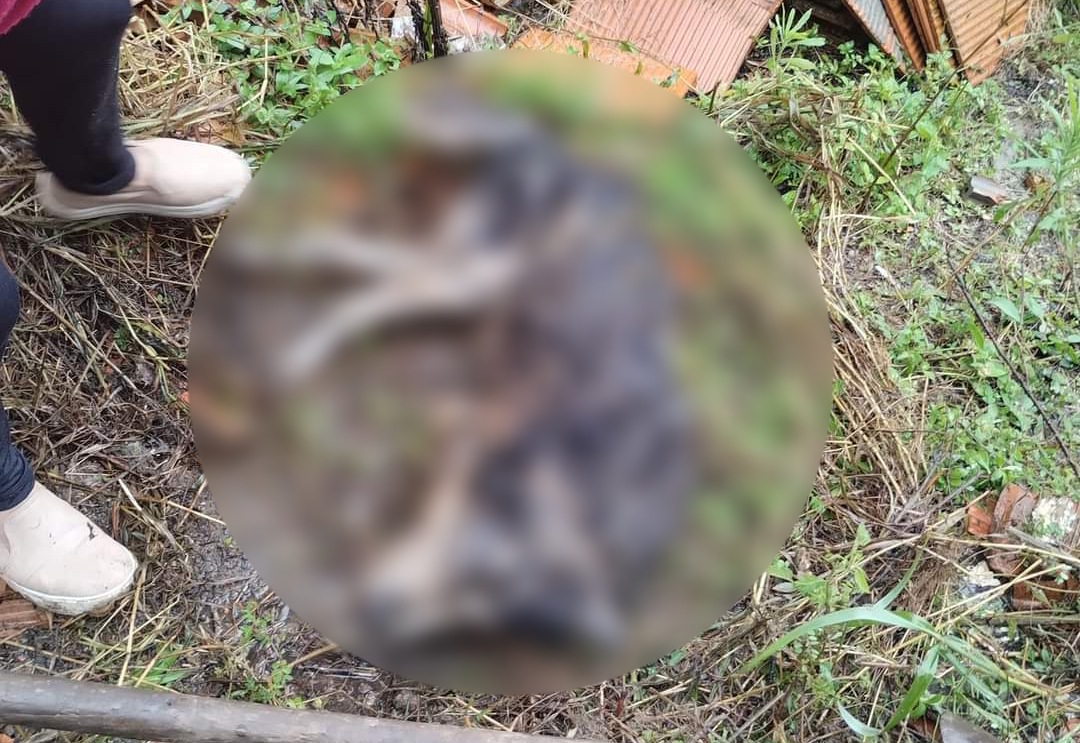 Homem é preso após enterrar cachorro vivo em Pouso Redondo
