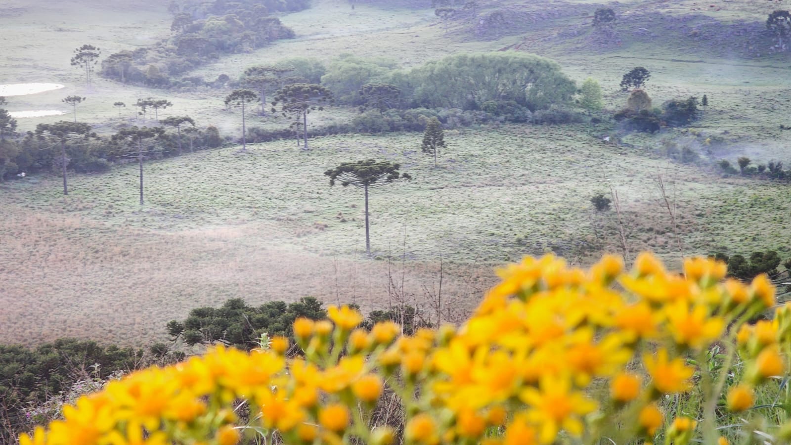 Tempo muda e geada cobre campos na Serra Catarinense