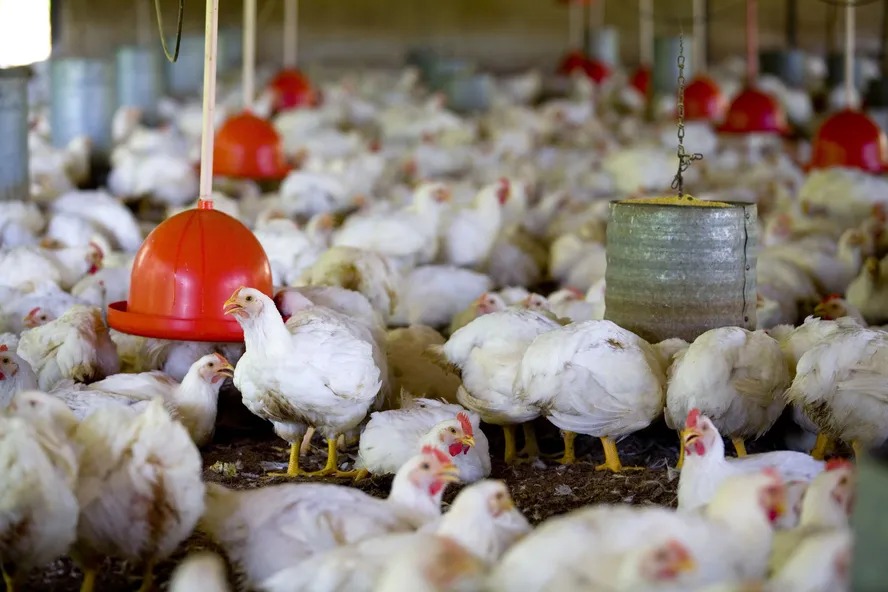 Custos de produção de frangos e suínos voltam a subir