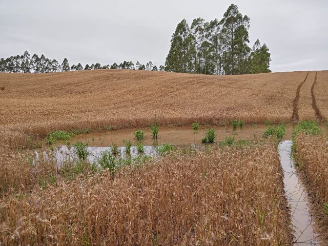 Chuvas em SC: Epagri/Cepa estima redução de 28% na produção de trigo no Estado