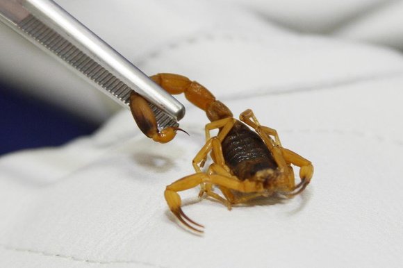 Escorpião amarelo considerado o mais venenoso da América do Sul é encontrado no Alto Vale