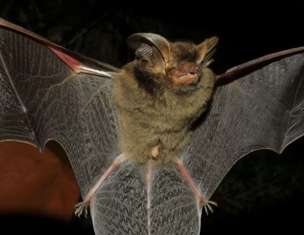 Espécie de morcego ‘brasileiro’ é reencontrada após mais de 100 anos