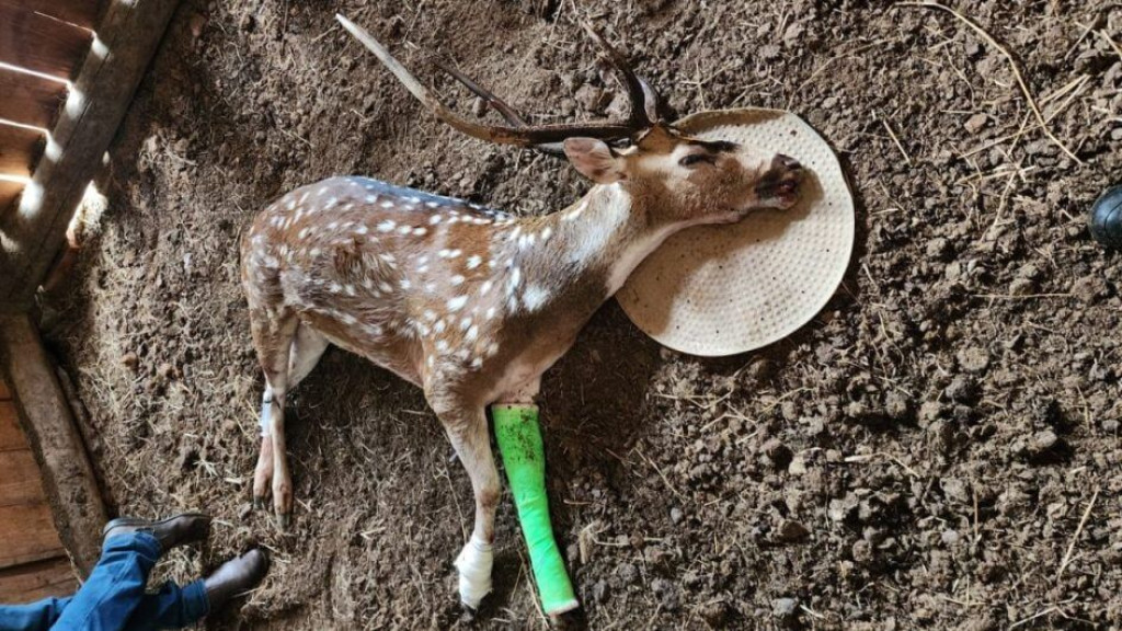 Cervo exótico encontrado ferido em Ibirama morre após resgate