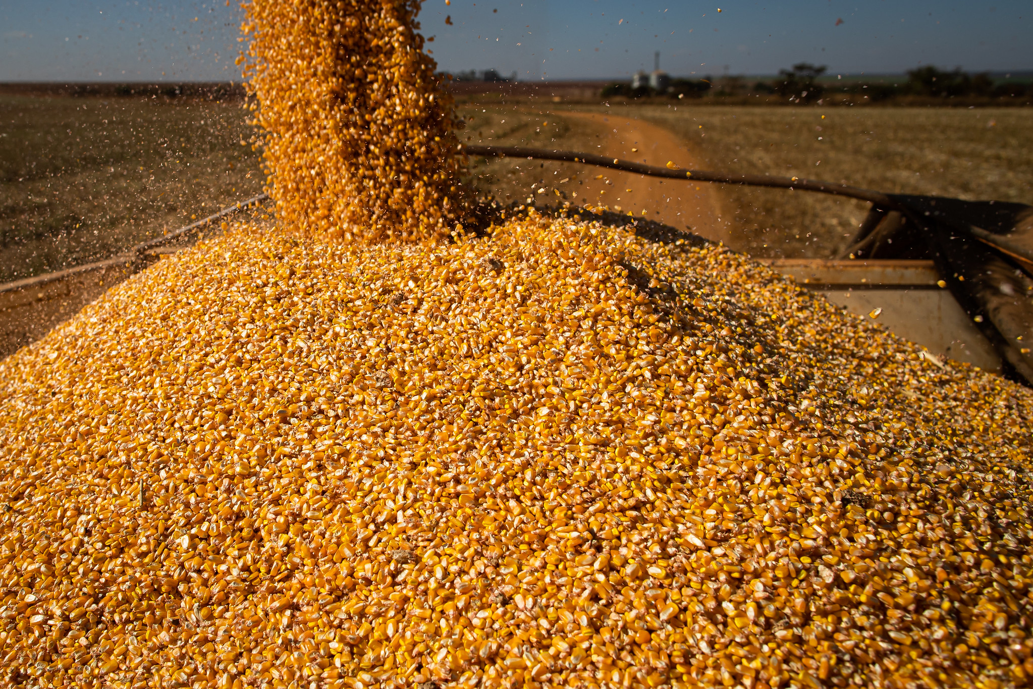 Brasil embarcou 19,5% mais milho por dia em janeiro/24 do que o registrado em janeiro/23