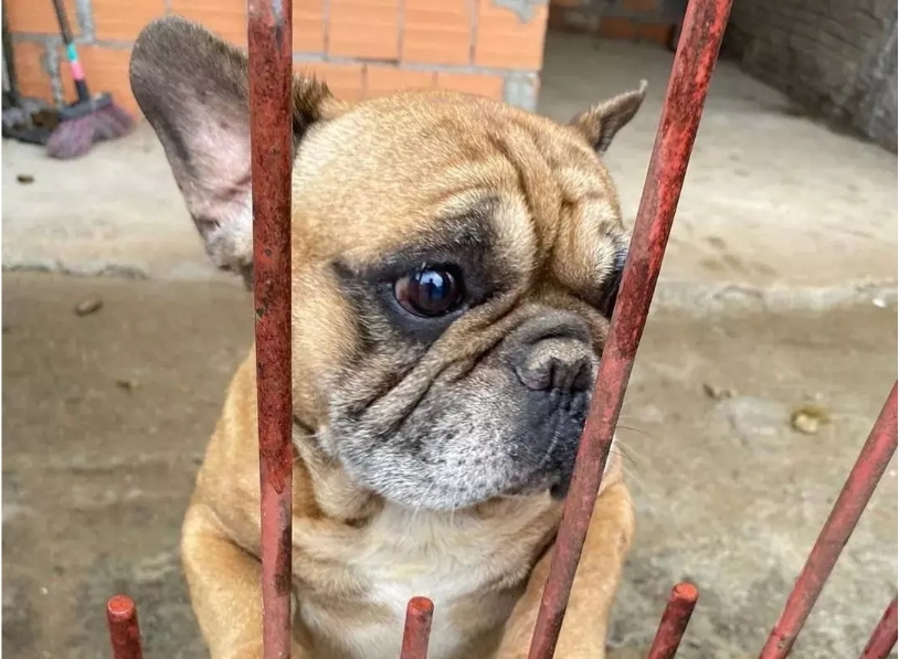 Mulher é presa por maus-tratos em SC; cães eram presos sem acesso à água