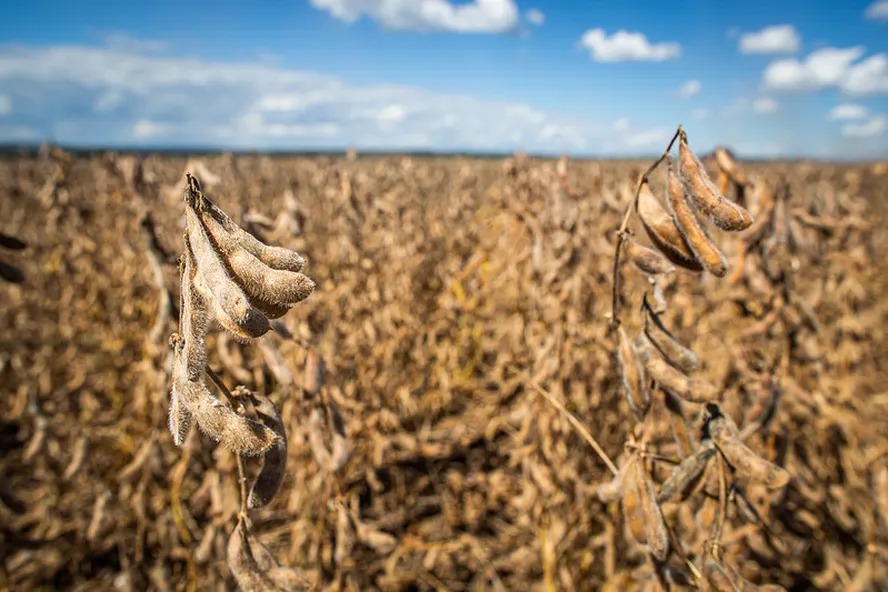 Brasil se afasta cada vez mais do recorde de produção de soja