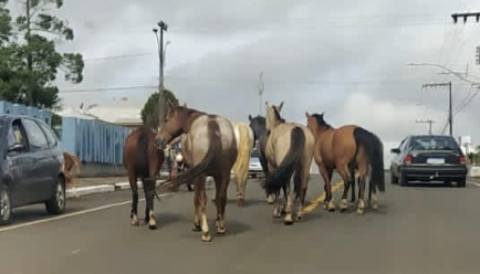 Município de SC acata recomendação do Ministério Público e cria lei regulamentando recolhimento e destinação de cavalos e outros animais soltos nas ruas