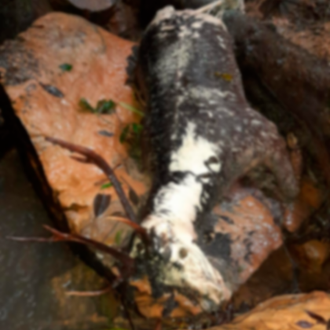 Cervo nativo encontrado morto em Salete preocupa biólogo