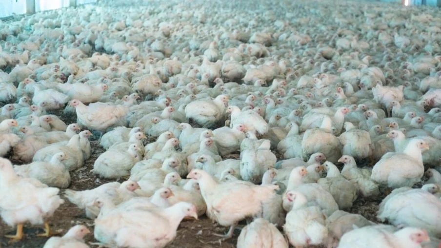 Governo exige declaração de biosseguridade em granjas avícolas